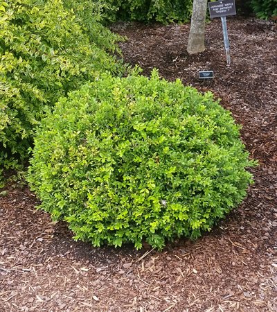 Boxwood Baby Gem™